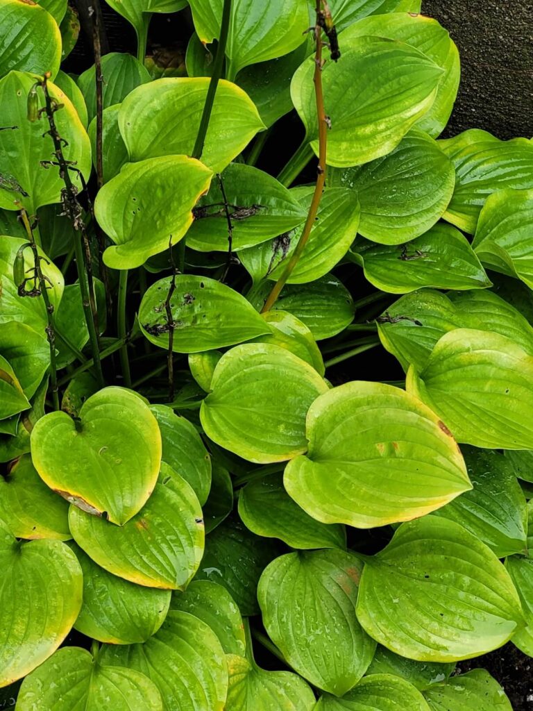 Closeup of a hosta plant