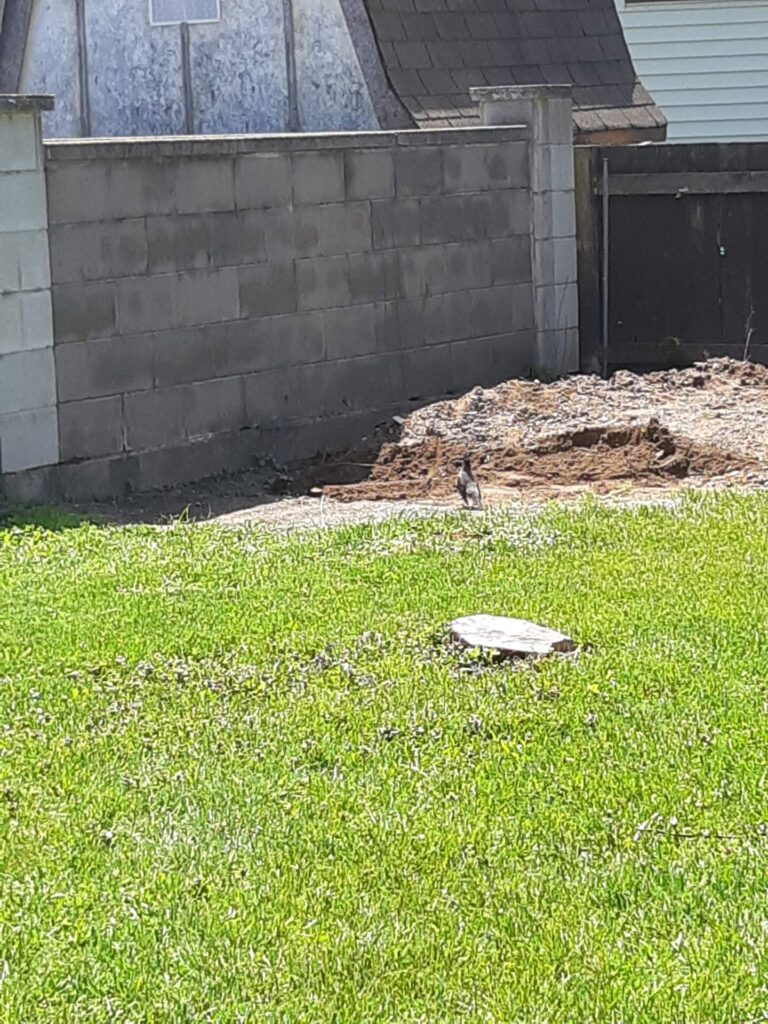 Foundation for a new shed office with a pile of dirt and a bird watching on in front of a tree stump