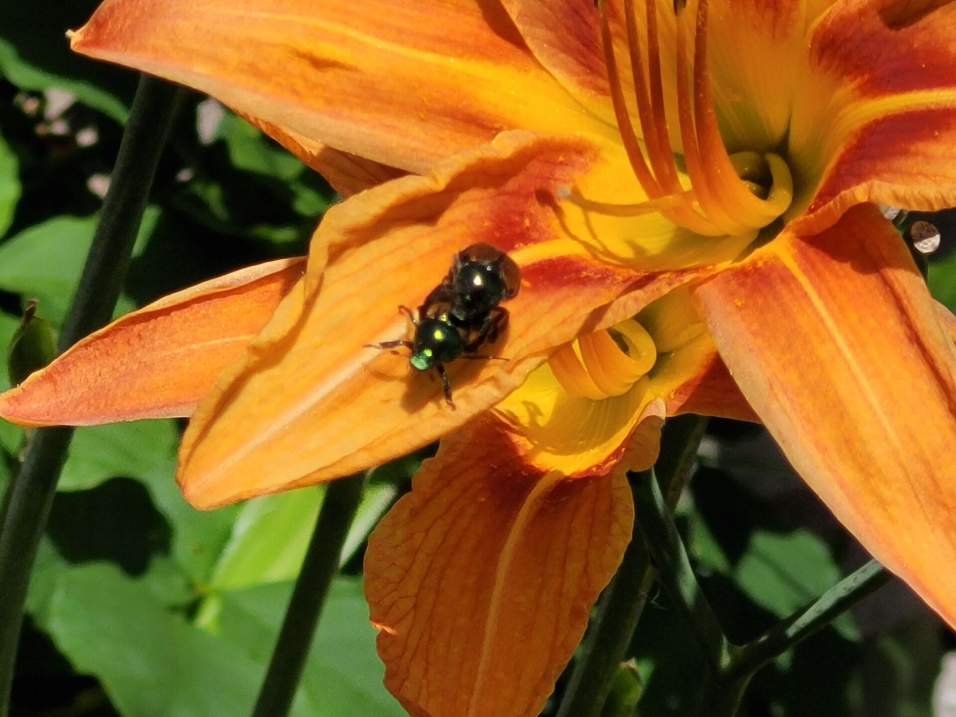 A close up image of a bug on a flower as an example of photography number 32 in the list of backyard business ideas.