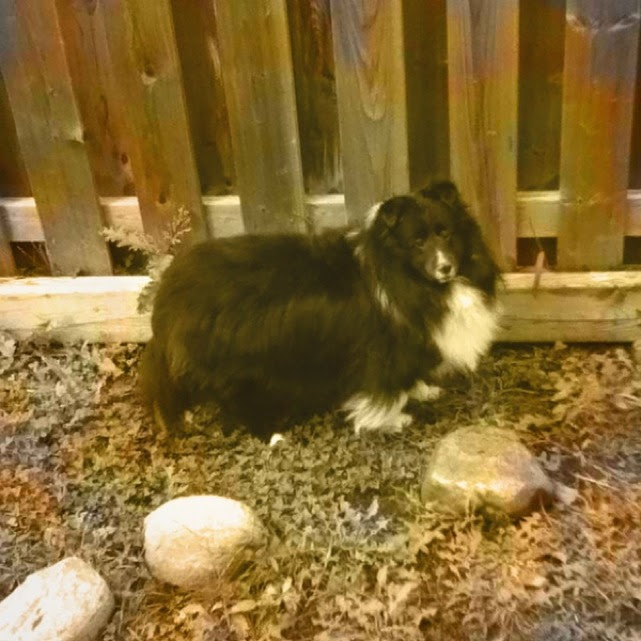 An image of a dog on a fence as an example for Pet Sitter number 60 in our list of backyard business ideas.