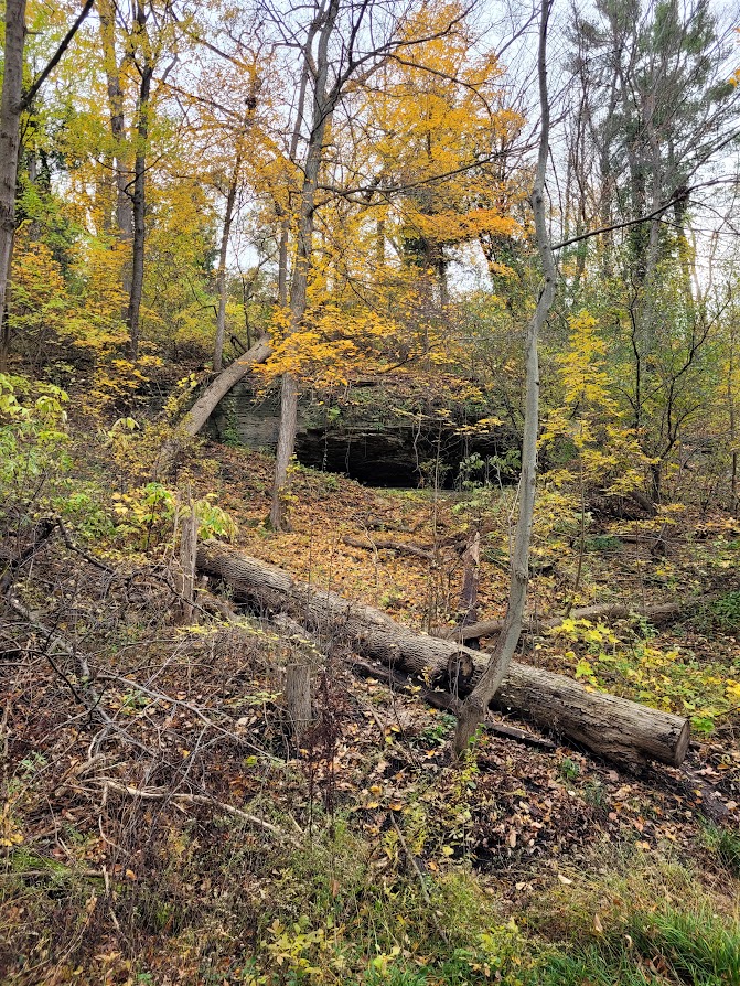 Firewood sales as an example of one of the more profitable winter business ideas. The picture shows fallen wood in the forest waiting to be chopped up.