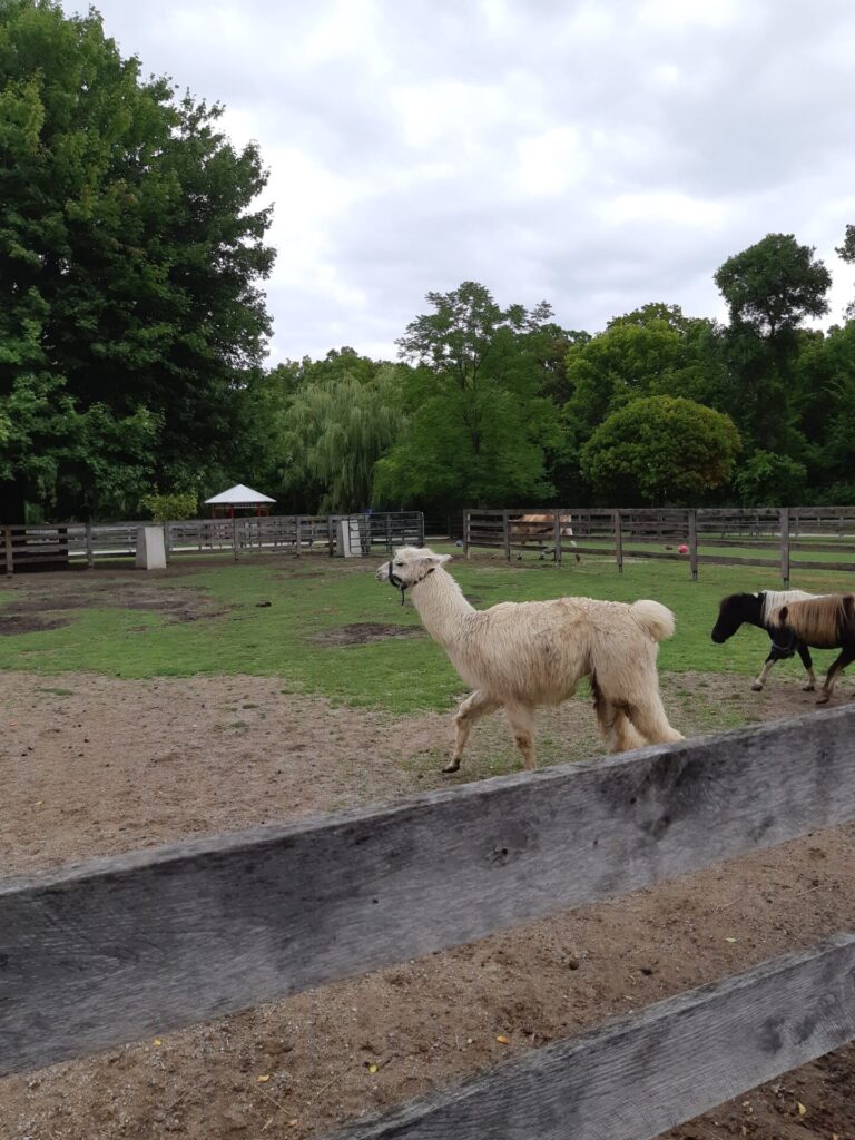Image of a lama and a pony as an example of number 28 in the list of backyard business ideas a petting zoo.