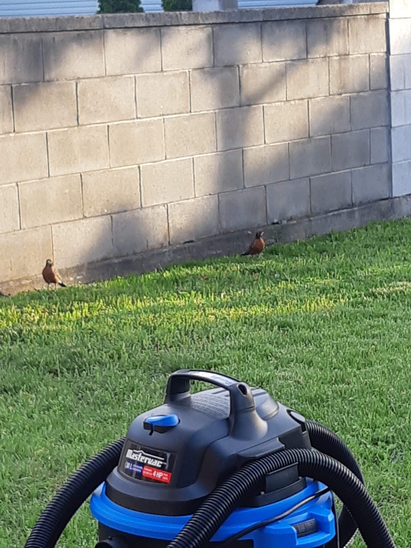 A shop vac in a garden for use in a Made service as an example of number 10 in the list of backyard business ideas.